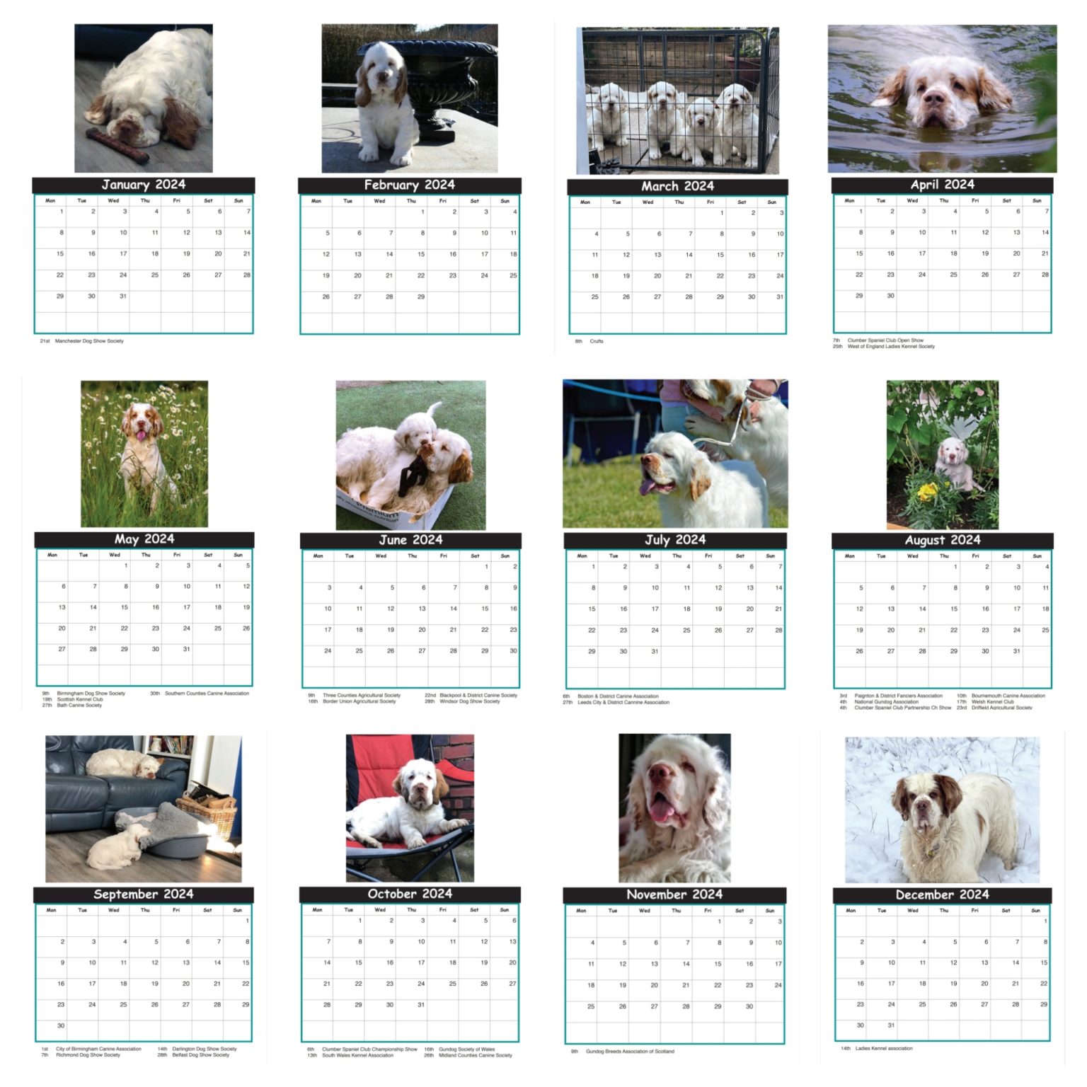 Clumber Spaniel Club – The Club for Everything Clumber!